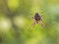 Krusta zirneklis (Araneus diadematus)