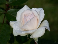 'SCHWANENSEE'