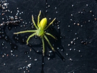 Medniekzirneklis (Micrommata virescens)