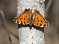 Kārklu raibenis (Nymphalis xanthomelas)
