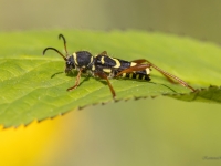 Koksngrauzis Clytus arietis