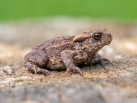 Parastais krupis (Bufo bufo)