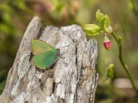Aveņu astainītis (Callophrys rubi)