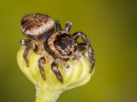 	 Lēcējzirneklis Evarcha sp.