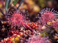 Apaļlapu rasene (Drosera rotundifolia)