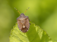 Vairogblakts Peribalus strictus