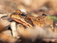 Parastā varde (Rana temporaria)