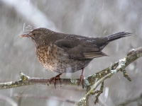 Melnais meža strazds (Turdus merula)