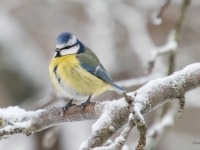Zilzīlīte (Cyanistes caeruleus)