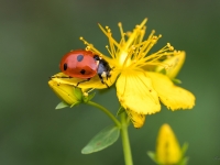 Septiņpunktu mārīte (Coccinella septempunctata)