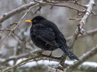 Melnais meža strazds (Turdus merula)