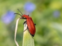 Sarkangalvas ugunsvabole (Pyrochroa serraticornis)
