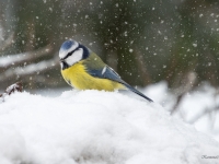 Zilzīlīte (Cyanistes caeruleus)