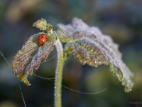 Septiņpunktu mārīte (Coccinella septempunctata)