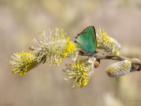 Aveņu astainītis (Callophrys rubi)