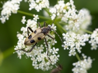 Koksngrauzis Pachyta quadrimaculata