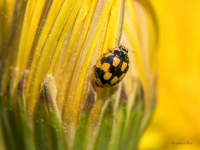  Rakstainā mārīte (Propylea quatuordecimpunctata) 