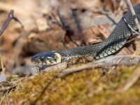 Parastais zalktis (Natrix natrix) 