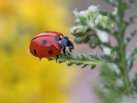 Septiņpunktu mārīte (Coccinella septempunctata)
