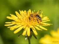 Dziedniecības pienene (Taraxacum officinale)
