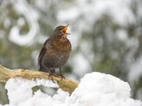 Melnais meža strazds (Turdus merula)