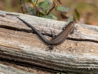 Pļavas ķirzaka (Zootoca vivipara)