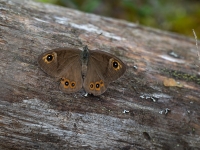 Noras samtenis (Lasiommata maera)
