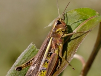 Purva sisenis (Stethophyma grossum)