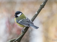 Lielā zīlīte (Parus major)