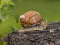 Parka vīngliemezis ( īstais vīngliemezis), (Helix pomatia) . Īpaši aizsargājama suga.