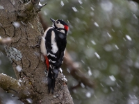Dižraibais dzenis (Dendrocopos major)