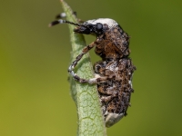 Platsmeceris Platystomos albinus