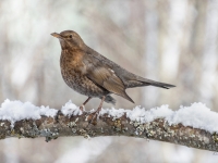 Melnais mežastrazds (Turdus merula)
