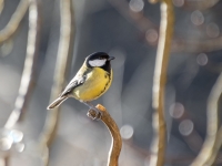 Lielā zīlīte (Parus major)