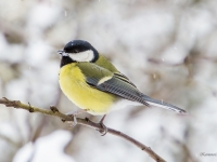 Lielā zīlīte (Parus major)