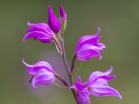 Sarkanā cefalantēra (Cephalanthera rubra) Īpaši aizsargājama suga!  LV Sarkanajā grāmatā 1. kat.