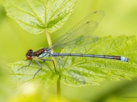 Lielā sarkanace (Erythromma najas)