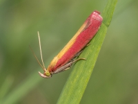 Svilnis Oncocera semirubella