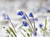 Zilsniedzītes (Scilla)