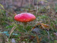 Sarkanā mušmire (Amanita muscaria)