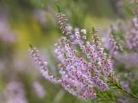 Sila virsis (Calluna vulgaris)