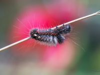 Skābeņu pelēkpūcīte (Acronicta rumicis)