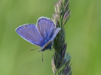 Parastais zilenītis (Polyommatus icarus)