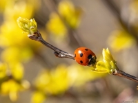 Septiņpunktu mārīte (Coccinella septempunctata)