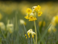 Gaiļbiksīte (Primula veris)