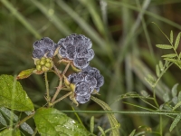 Zilganā kazene RUBUS CAESIUS