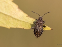 Krāšņblakts Stictopleurus punctatonervosus