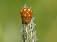 Desmitplankumu mārīte (Calvia decemguttata)
