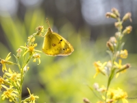 Pļavas dzeltenis (Colias hyale)