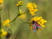 Raibspārnis  Zygaena viciae